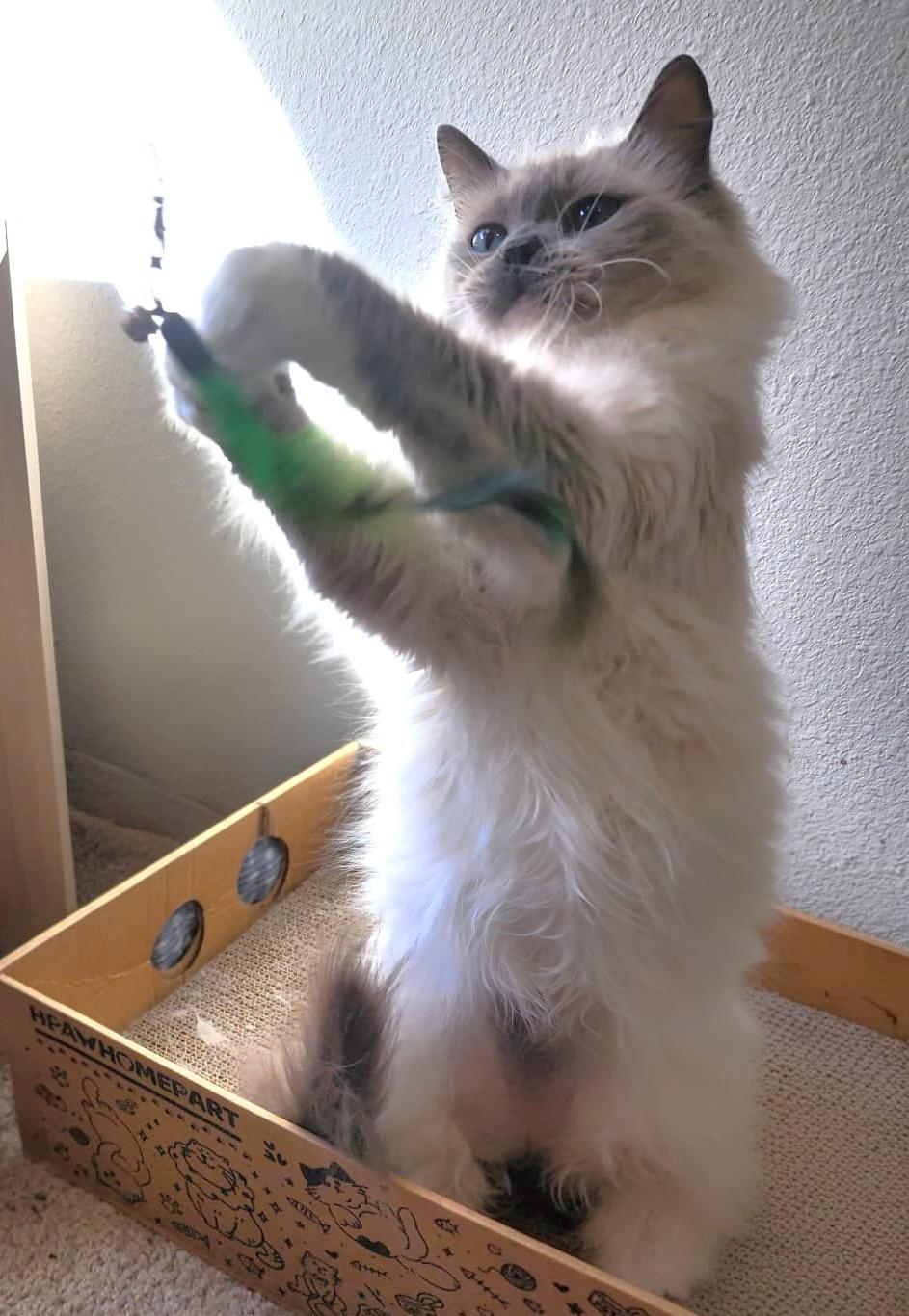 Enlarge Judy, an adoptable Ragdoll in Bentonville, AR image 2/2