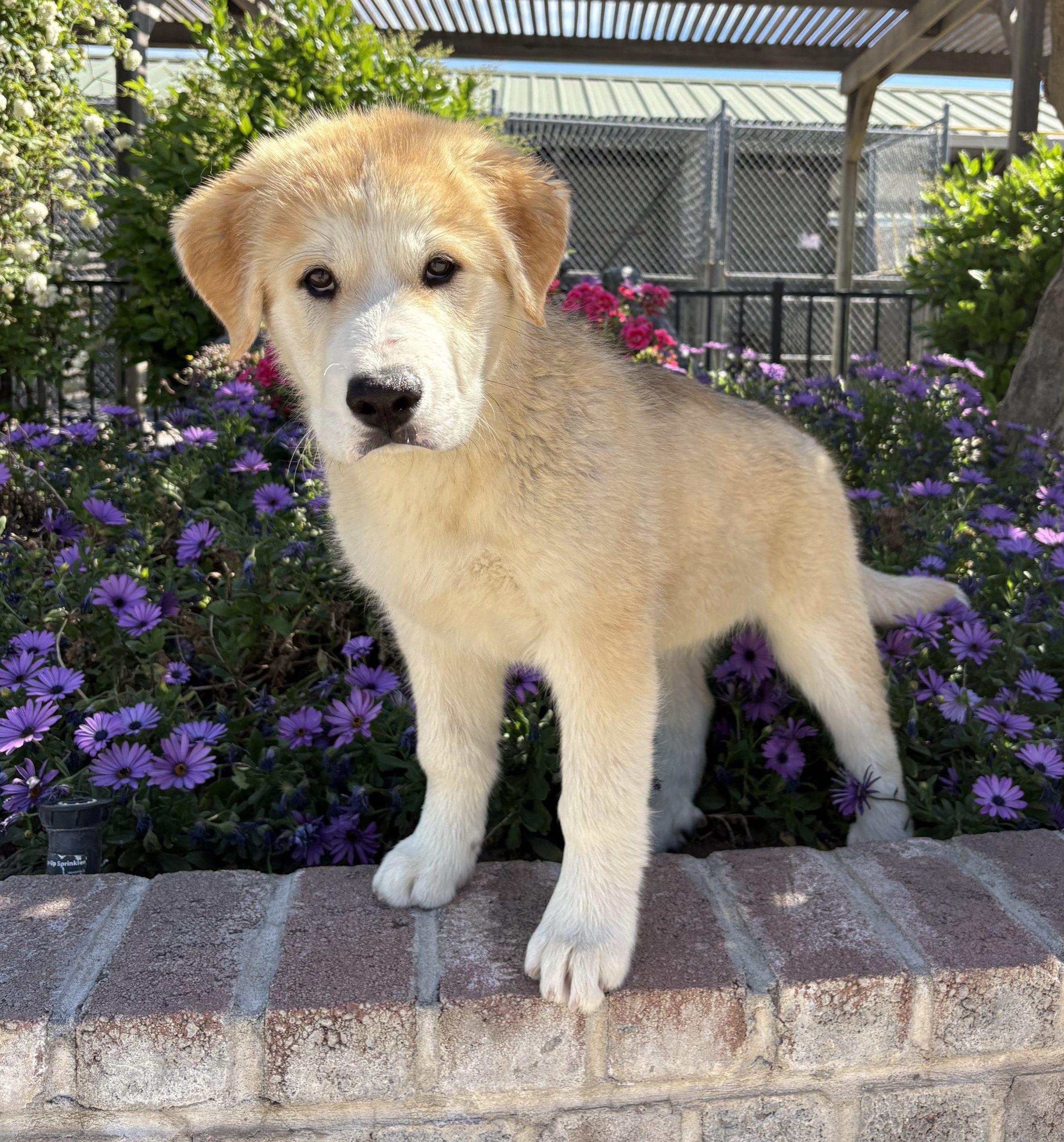 Wolf, Adoptable, Puppy Male Great Pyrenees & Husky.