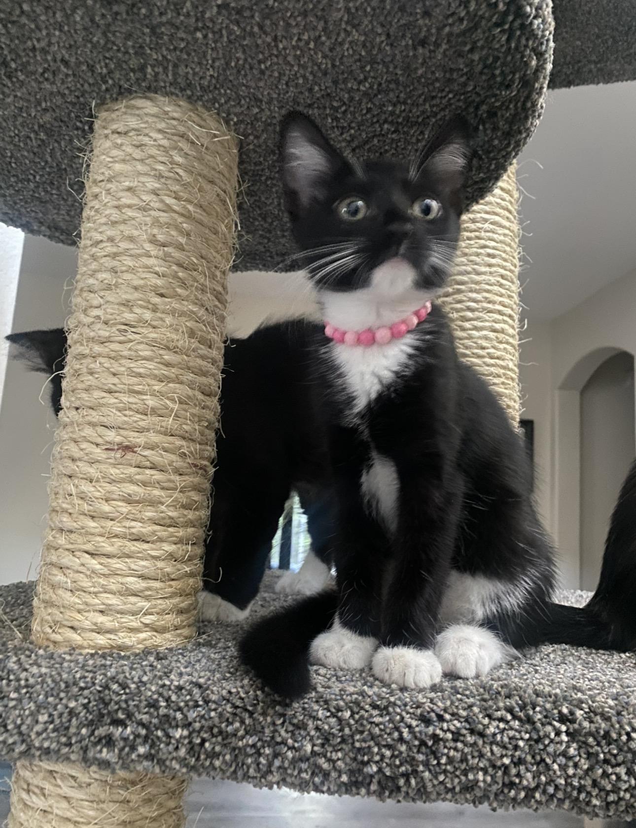 Sookie, ADOPTABLE, Kitten Female Domestic Short Hair.
