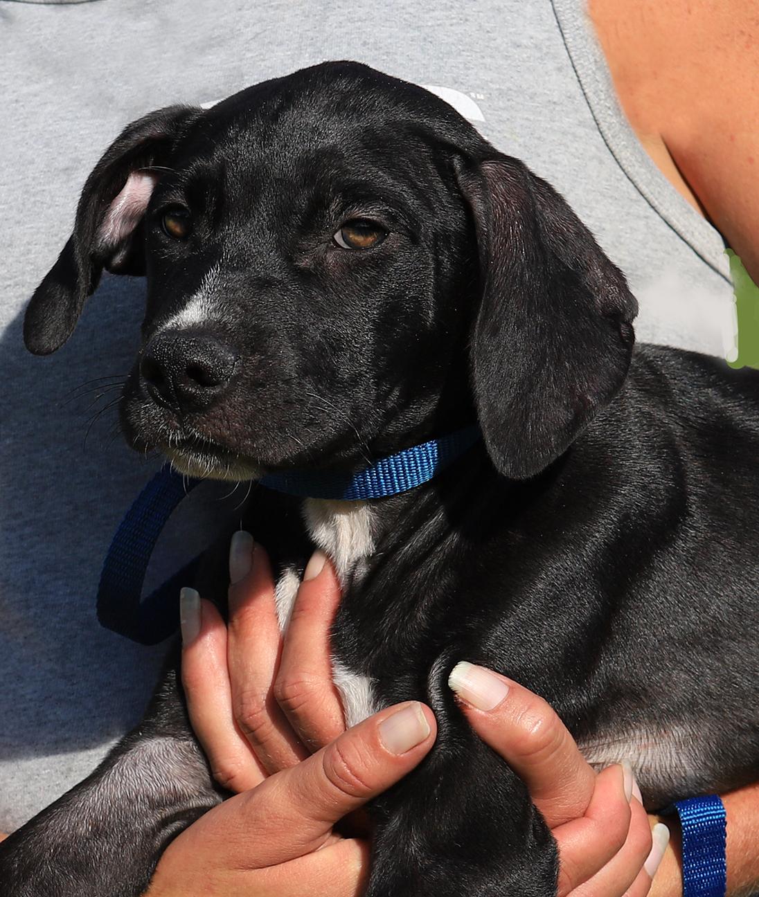 Domino, Baby Male Black Mouth Cur