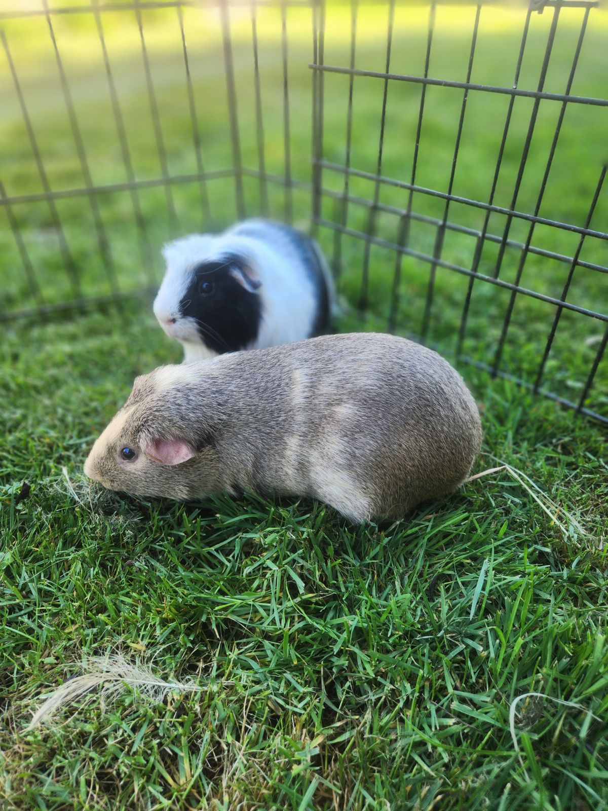 Guinea Pig for adoption Frenchfry+Dewey, a ShortHaired in Seattle
