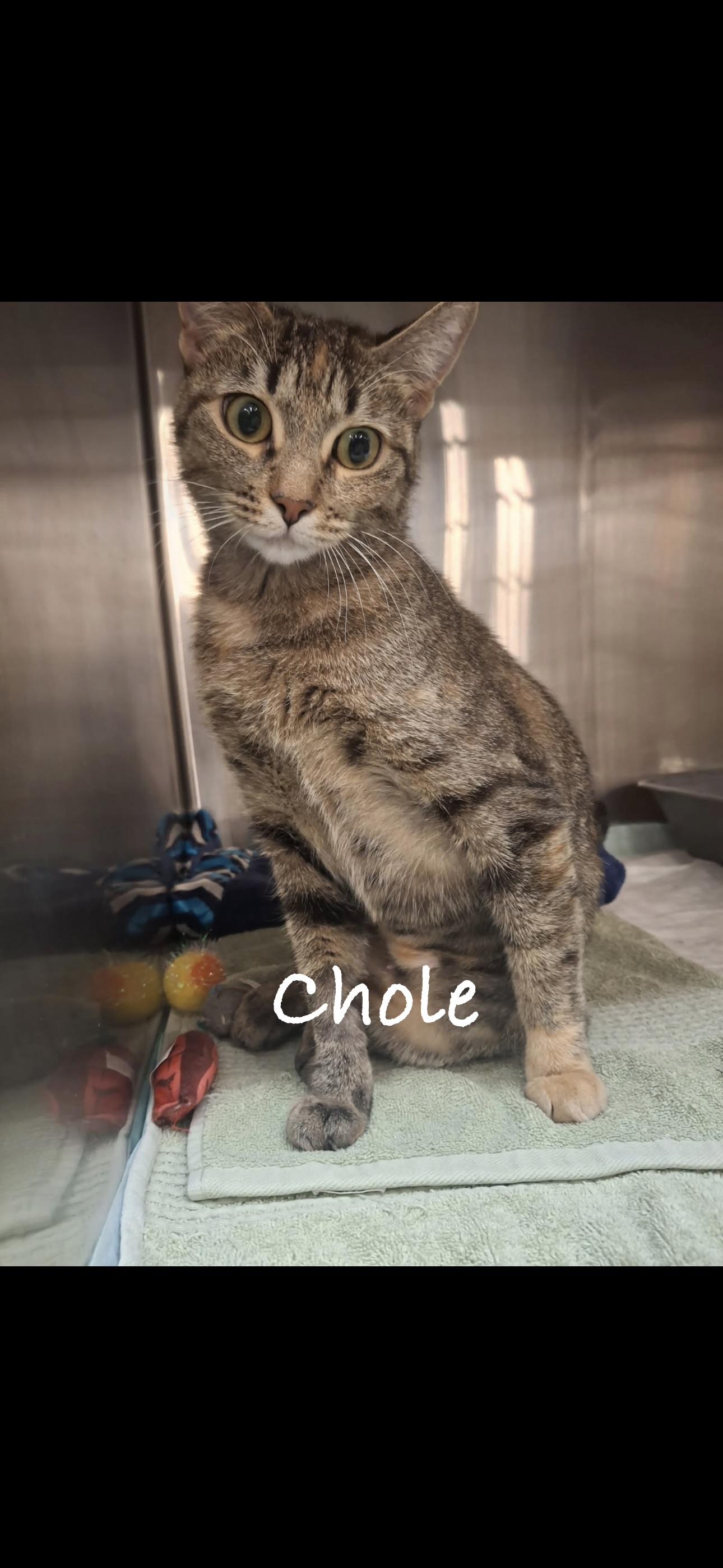 Chloe, ADOPTABLE, Adult Female Domestic Short Hair.