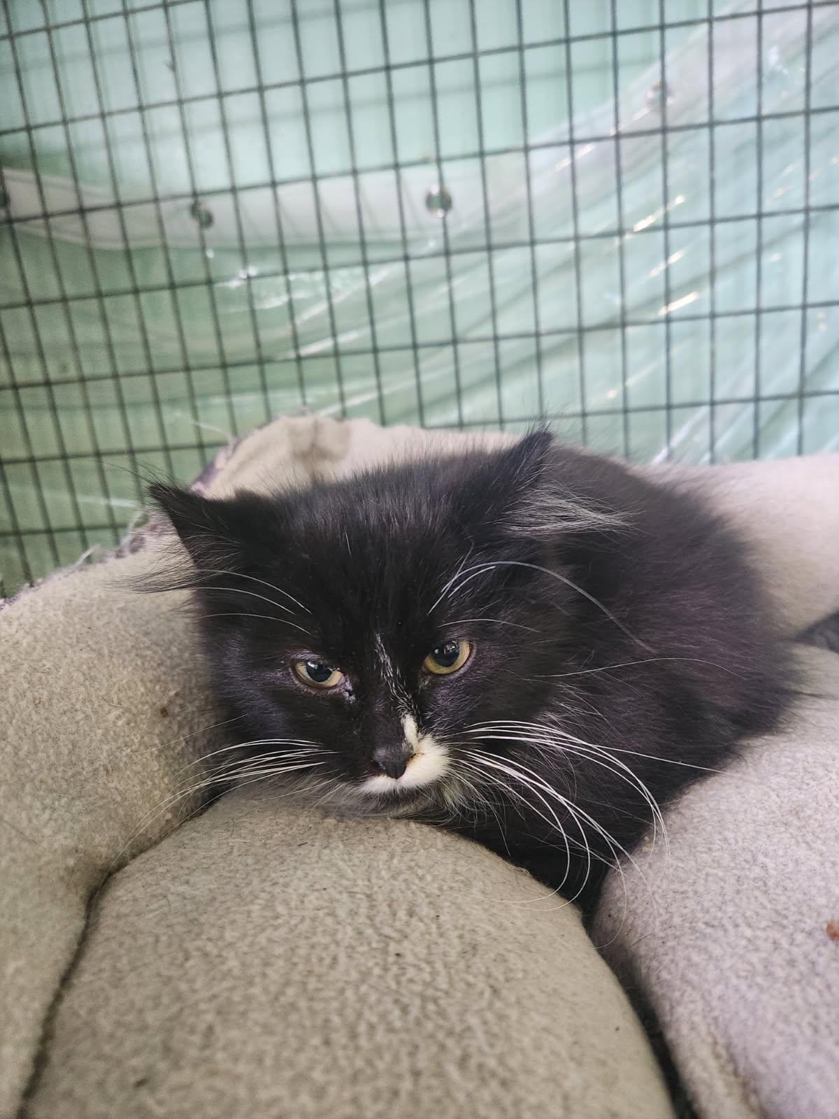 Raider, Adoptable, Young Male Domestic Short Hair.