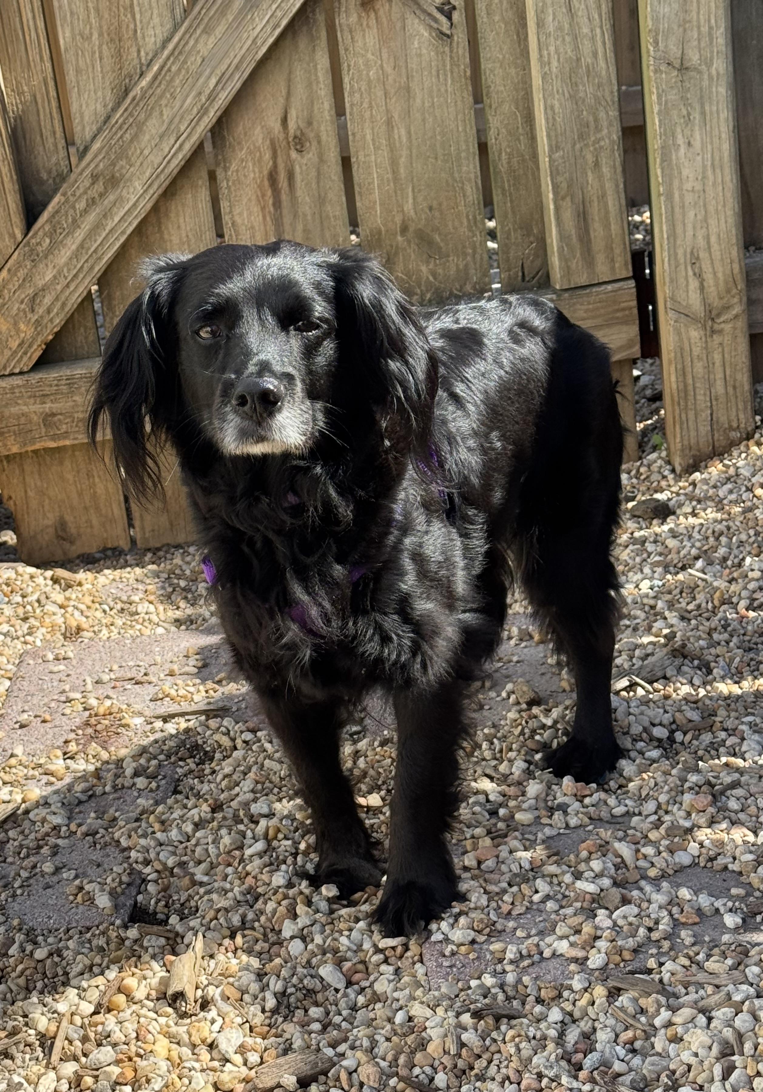 Enlarge Shelby, an adoptable mixed breed in Ellicott City, MD image 3/5