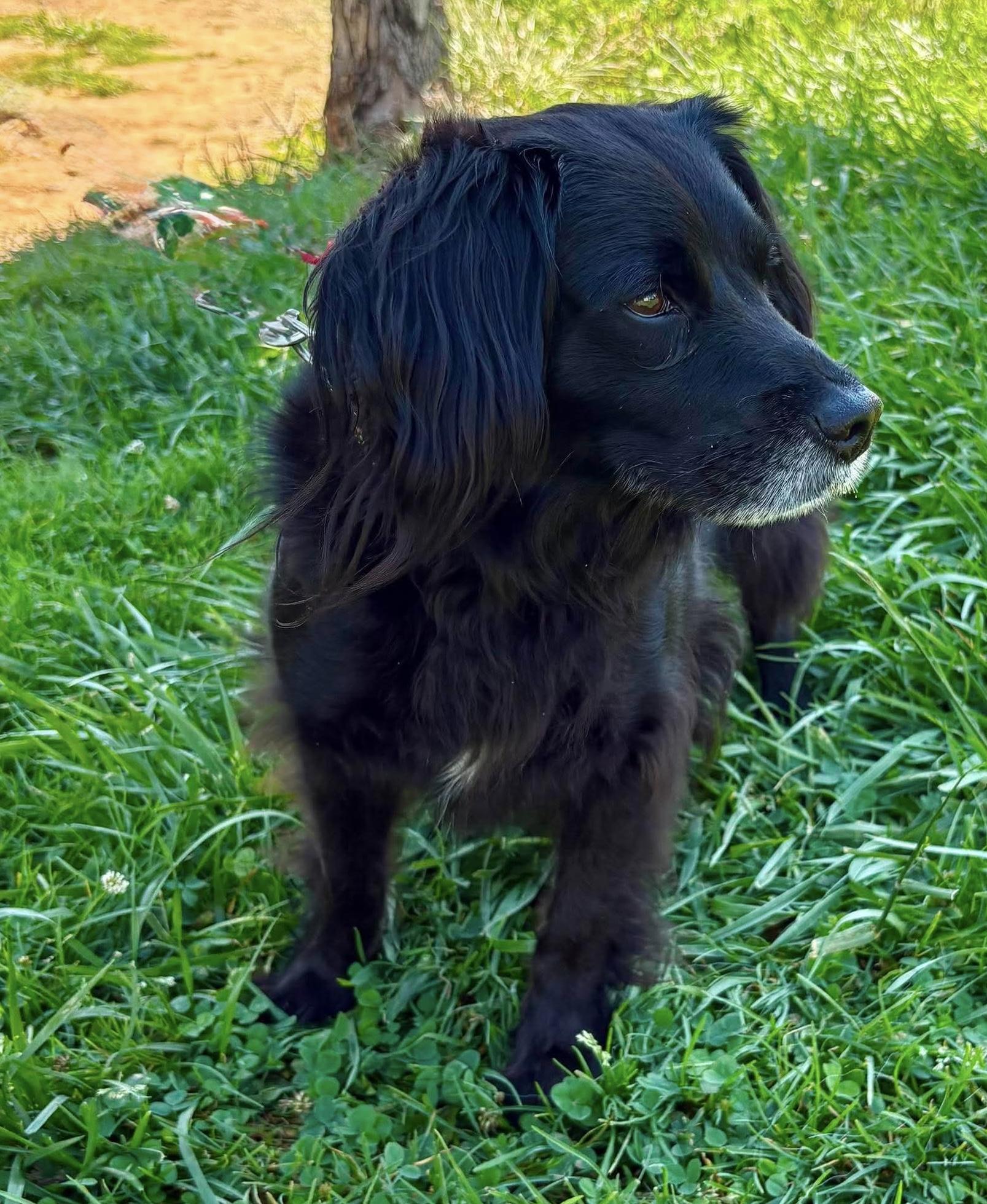 Shelby, adoptable, Adult Female Spaniel.