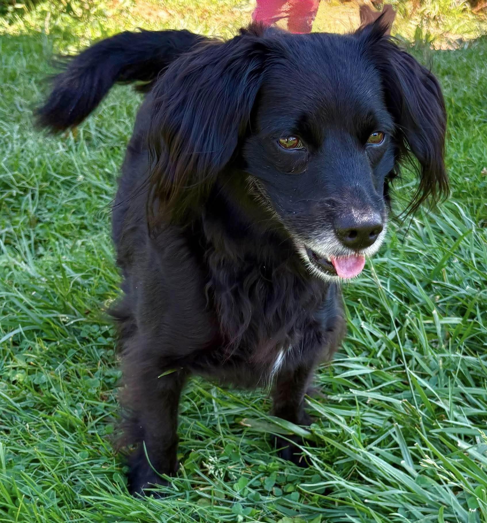 Enlarge Shelby, an adoptable mixed breed in Ellicott City, MD image 4/5