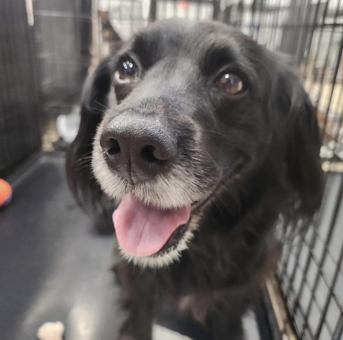 Enlarge Shelby, an adoptable mixed breed in Ellicott City, MD image 5/5
