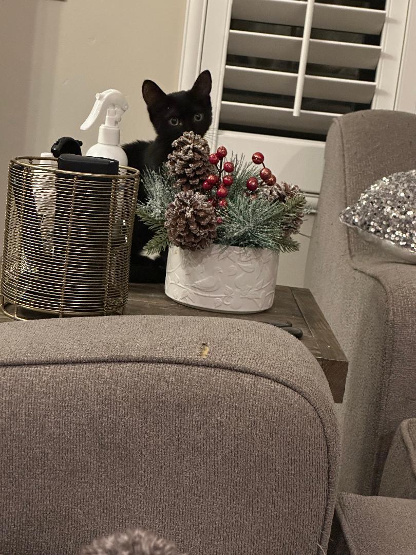 Enlarge Buttercup, an adopted Domestic Short Hair in Oceanside, CA image 3/6