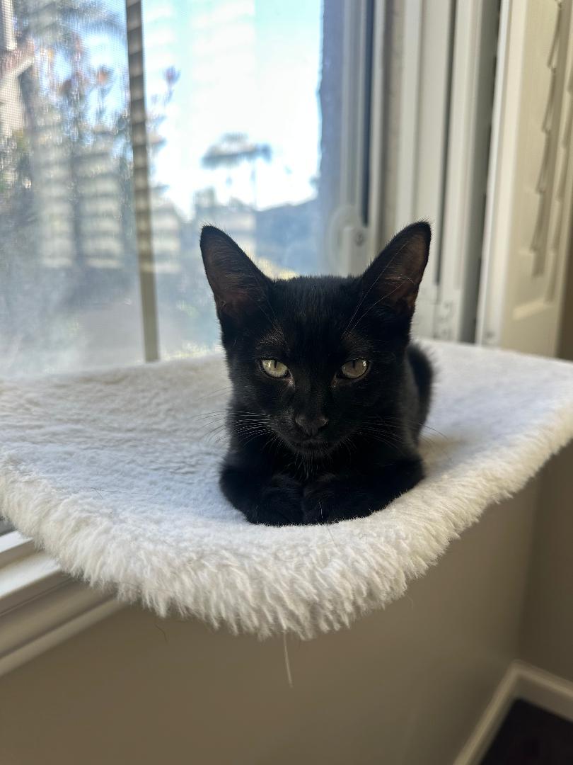 Enlarge Buttercup, an adopted Domestic Short Hair in Oceanside, CA image 5/6