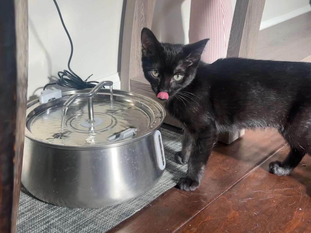 Enlarge Buttercup, an adopted Domestic Short Hair in Oceanside, CA image 6/6