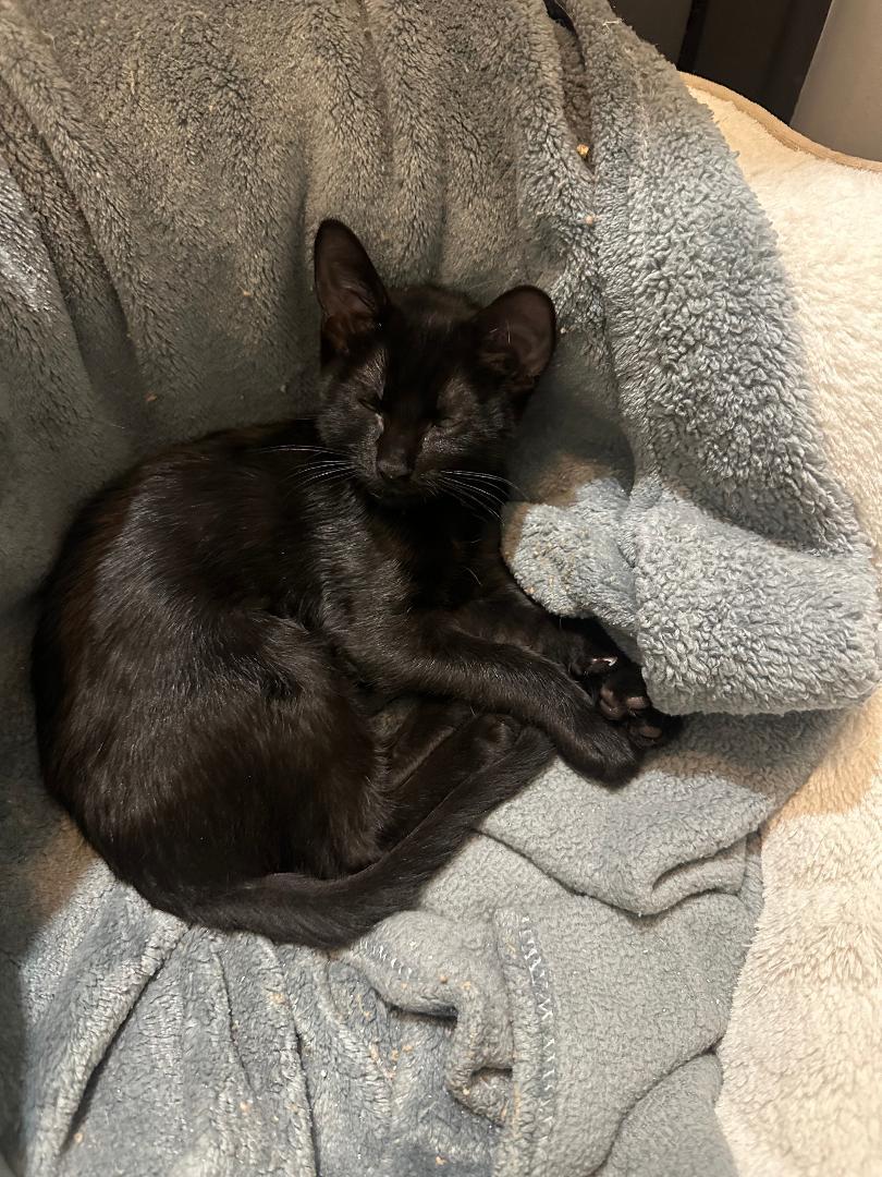 Enlarge Buttercup, an adopted Domestic Short Hair in Oceanside, CA image 2/6