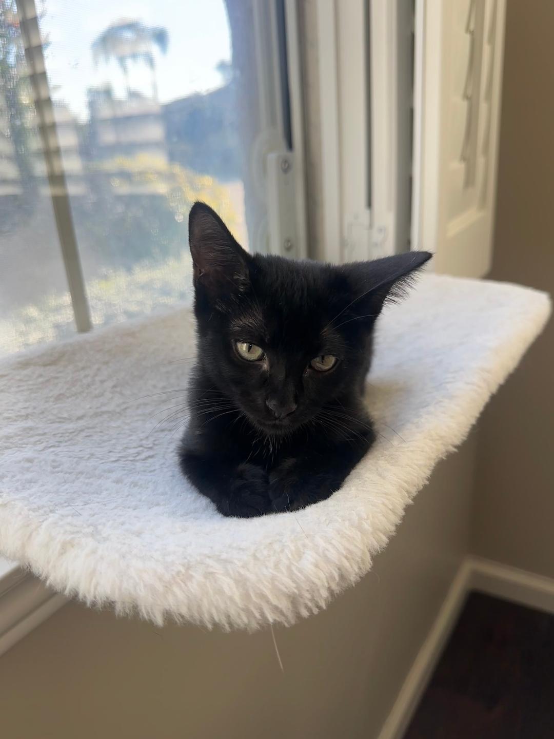 Enlarge Buttercup, an adopted Domestic Short Hair in Oceanside, CA image 4/6