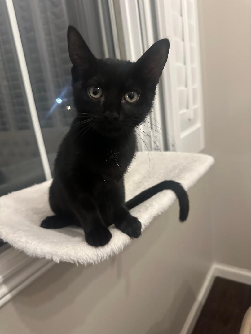 Enlarge Buttercup, an adopted Domestic Short Hair in Oceanside, CA image 1/6