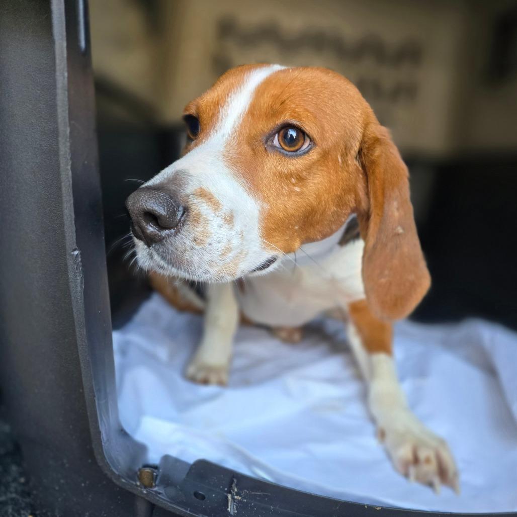 Buck, Adoptable, Adult Male Beagle.