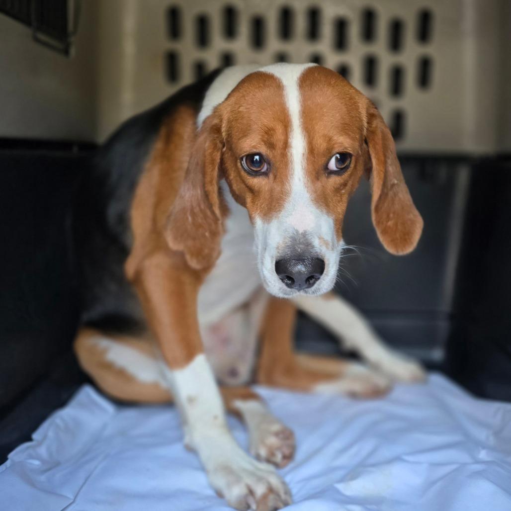 Enlarge Buck, a Adoptable Beagle in Hinesville, GA image 2/3