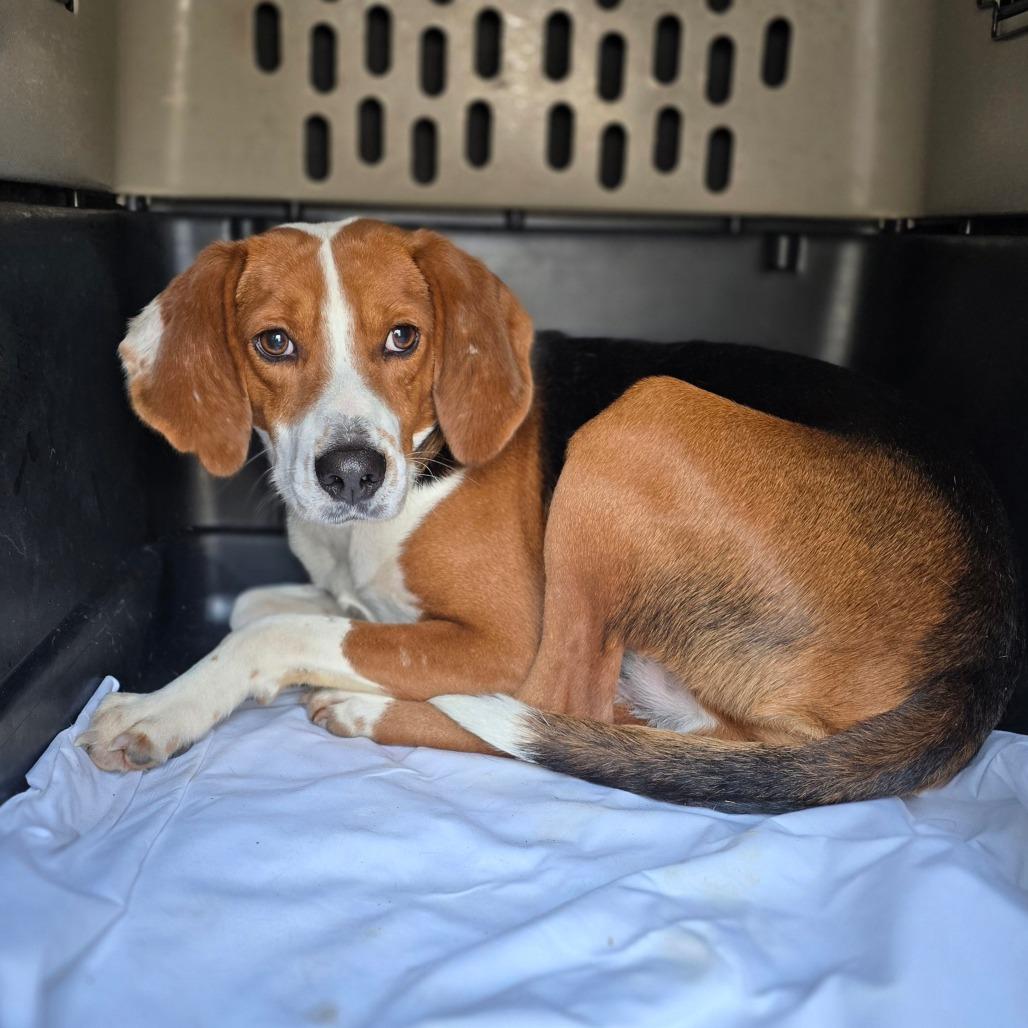 Enlarge Buck, a Adoptable Beagle in Hinesville, GA image 3/3