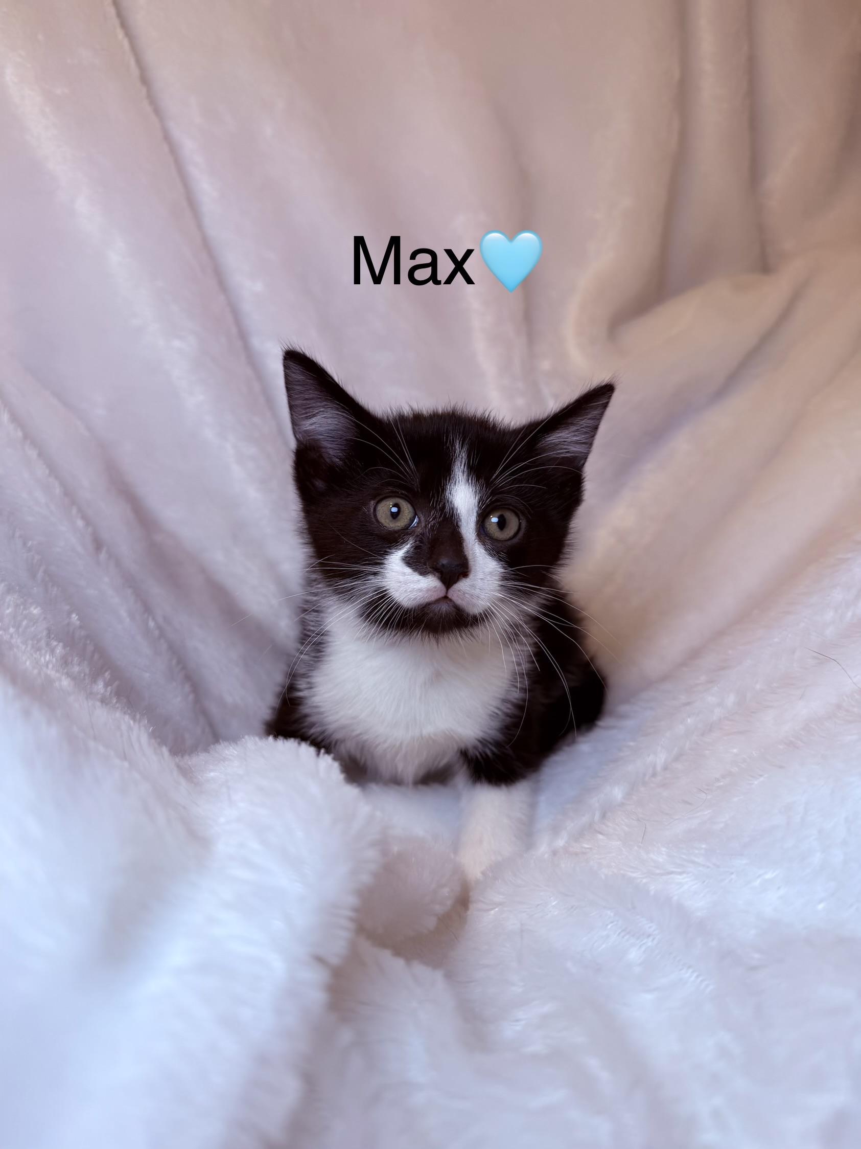 Max, ADOPTABLE, Kitten Male Domestic Short Hair.