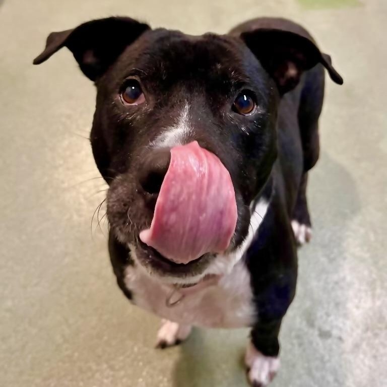 Enlarge Mia-the sweetest, happiest girl looking for her forever home, a Adoptable mixed breed in Los Angeles, CA image 4/6