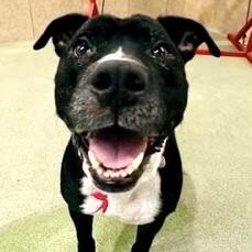 Enlarge Mia-the sweetest, happiest girl looking for her forever home, a Adoptable mixed breed in Los Angeles, CA image 3/6
