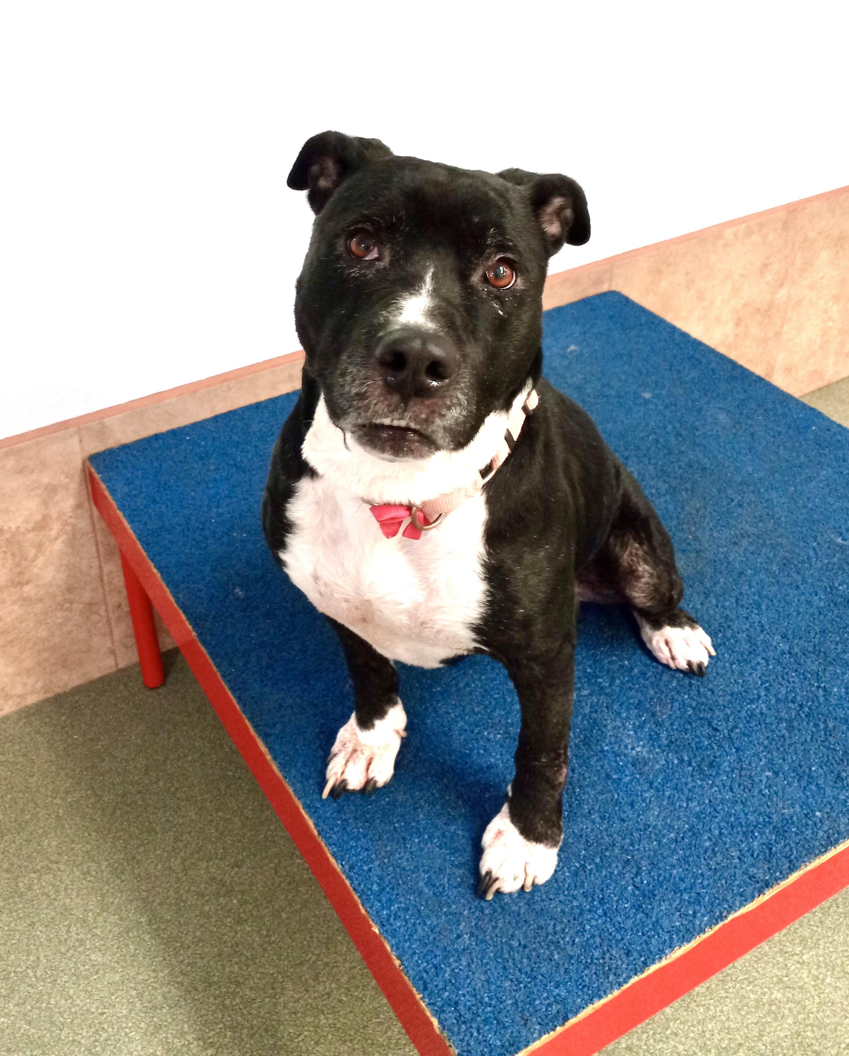 Enlarge Mia-the sweetest, happiest girl looking for her forever home, a Adoptable mixed breed in Los Angeles, CA image 1/6