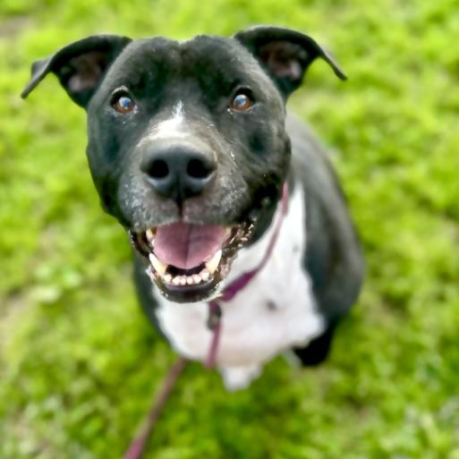 Enlarge Mia-the sweetest, happiest girl looking for her forever home, a Adoptable mixed breed in Los Angeles, CA image 5/6