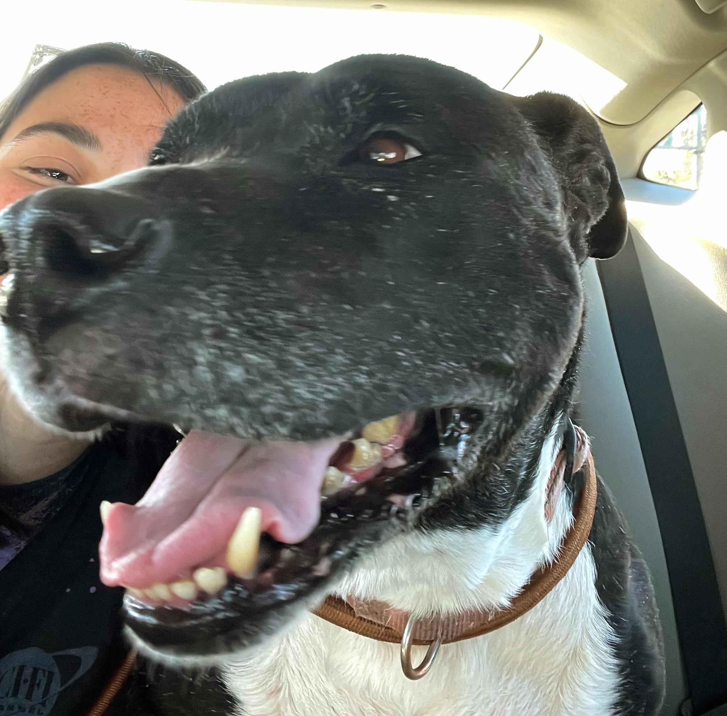 Enlarge Mia-the sweetest, happiest girl looking for her forever home, a Adoptable mixed breed in Los Angeles, CA image 2/6