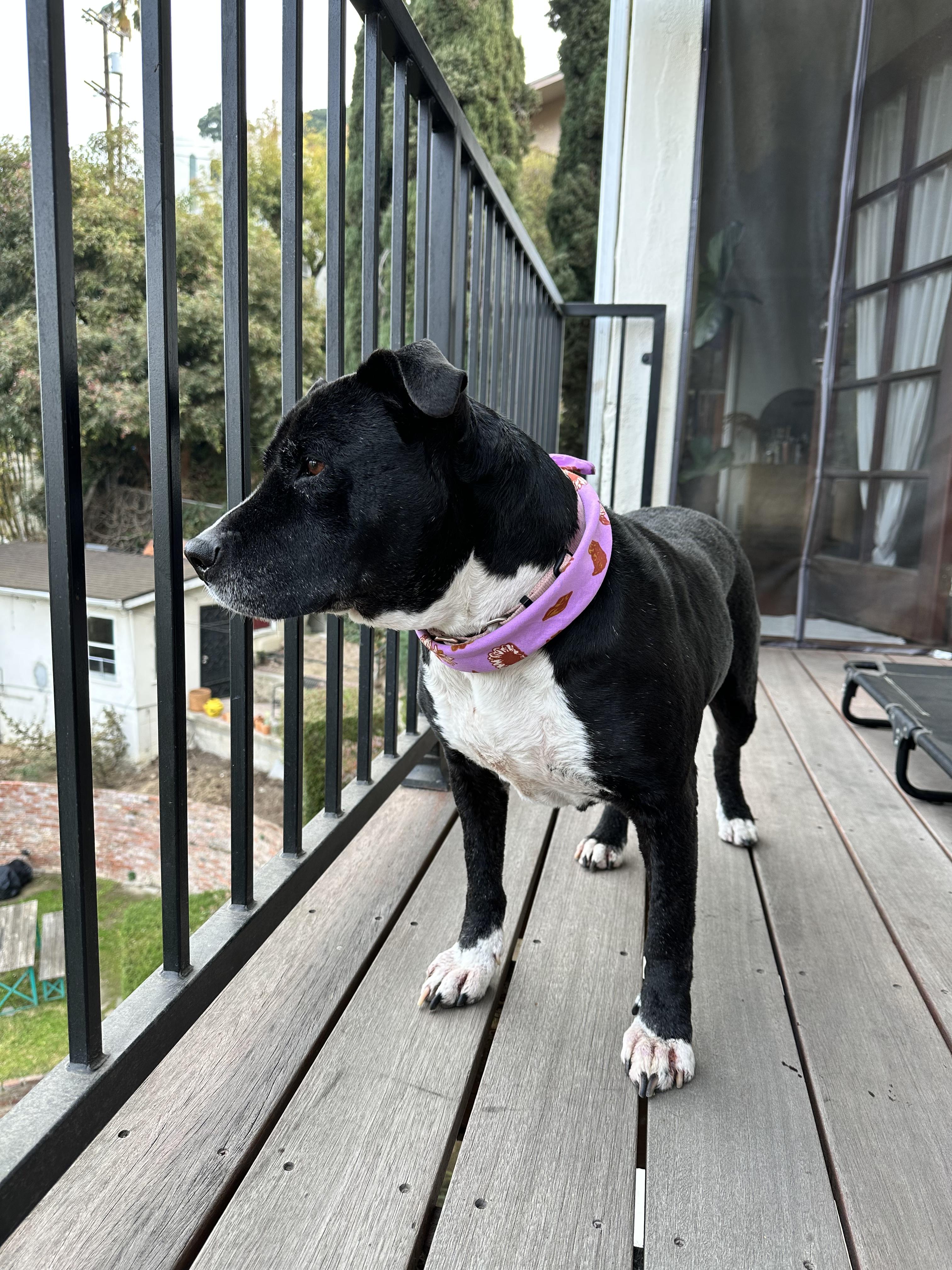 Enlarge Mia-the sweetest, happiest girl looking for her forever home, a Adoptable mixed breed in Los Angeles, CA image 6/6