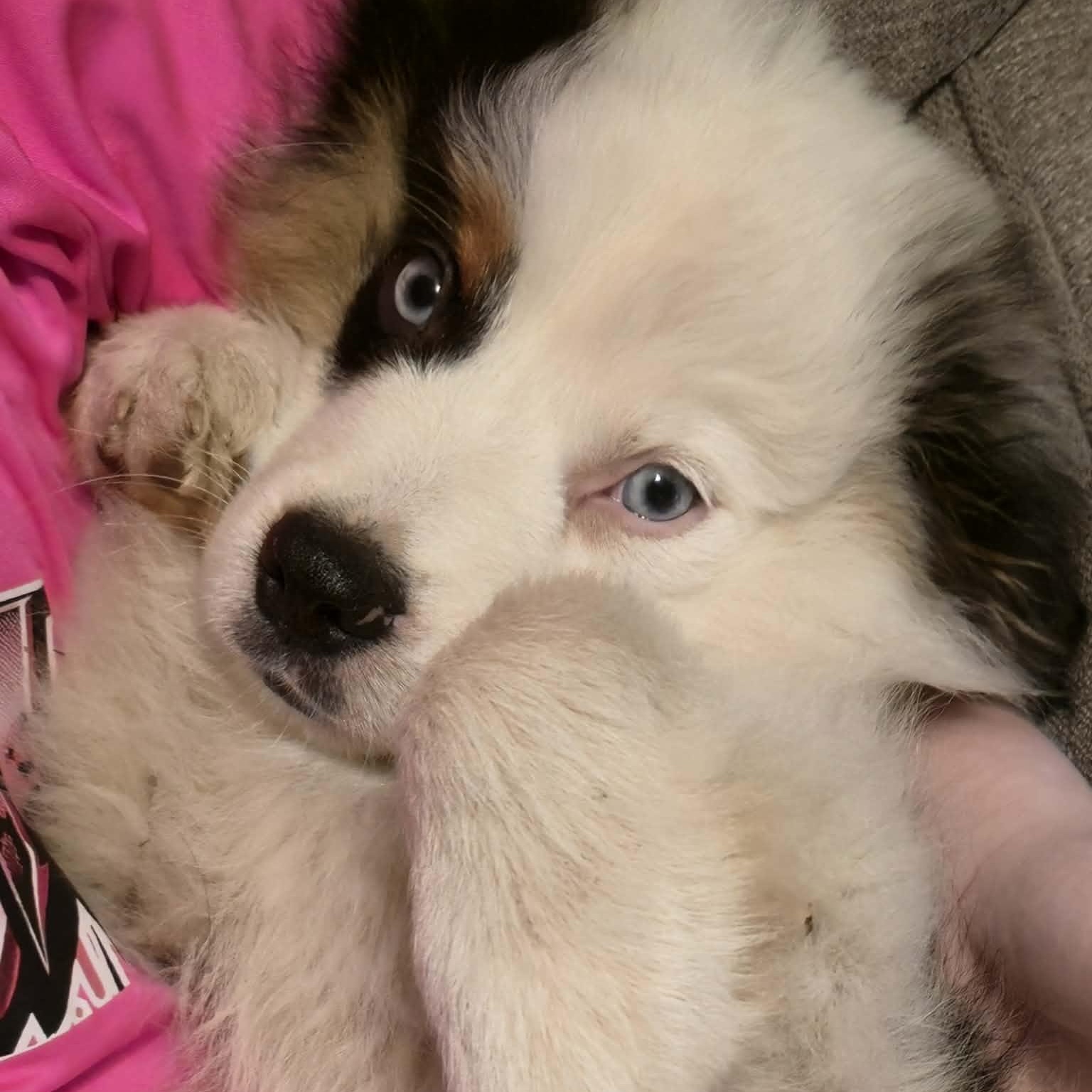 Enlarge Remarkable Ramsey, an adoption pending Australian Shepherd in La Center, WA image 1/5