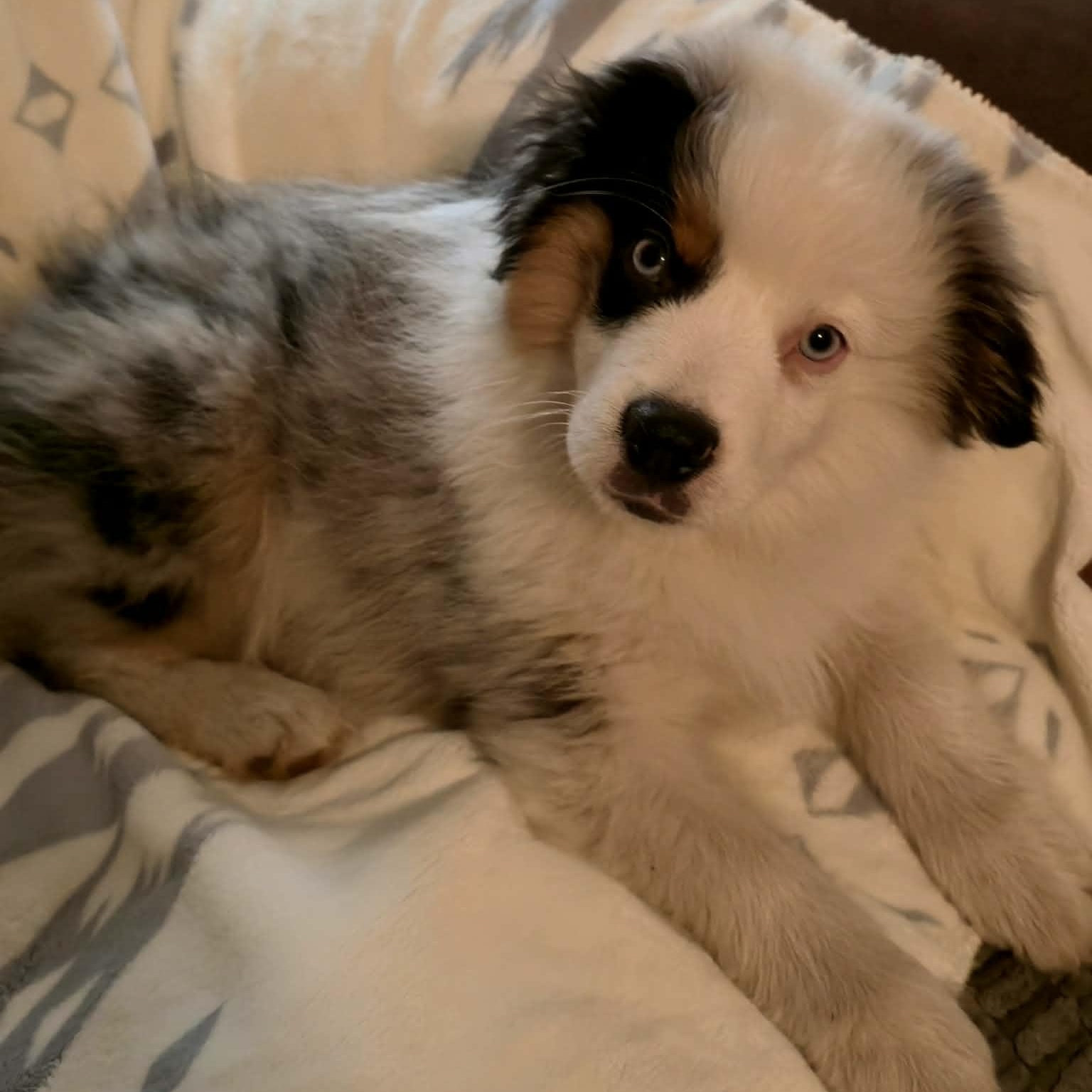 Enlarge Remarkable Ramsey, an adoption pending Australian Shepherd in La Center, WA image 2/5