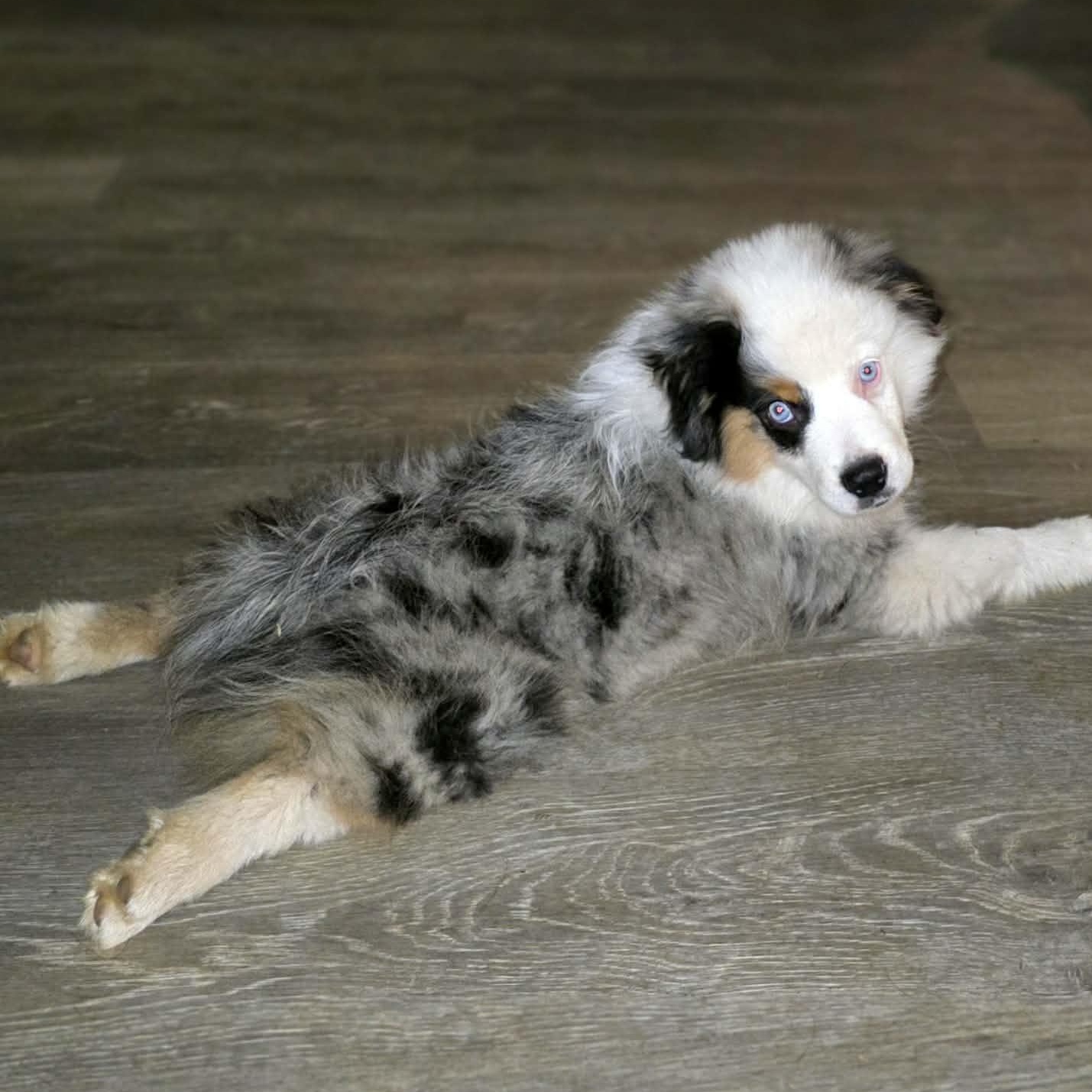 Enlarge Remarkable Ramsey, an adoption pending Australian Shepherd in La Center, WA image 5/5