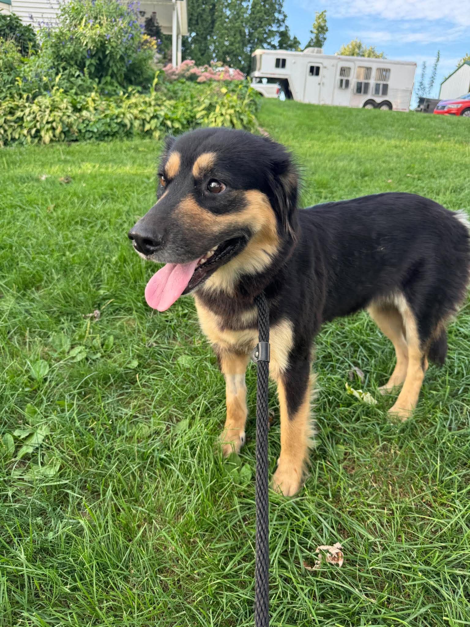 Enlarge TRULY, a Adopted Australian Shepherd in Mechanicsburg, PA image 1/3