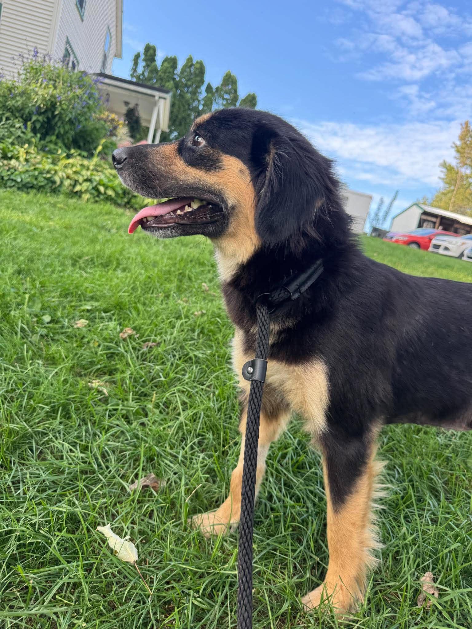Enlarge TRULY, a Adopted Australian Shepherd in Mechanicsburg, PA image 3/3