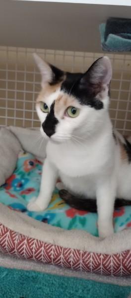 Chardonnay, an adopted Domestic Short Hair in Duluth, GA image 3/6