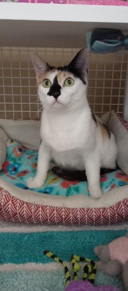 Chardonnay, an adopted Domestic Short Hair in Duluth, GA image 2/6