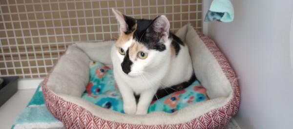 Chardonnay, an adopted Domestic Short Hair in Duluth, GA image 5/6