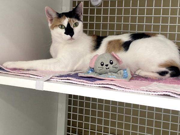 Chardonnay, an adopted Domestic Short Hair in Duluth, GA image 6/6