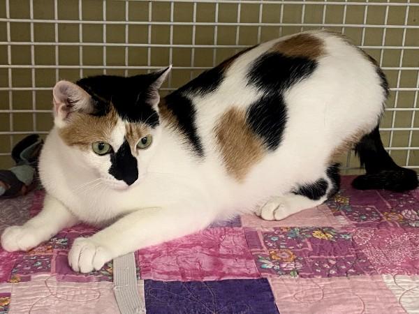 Chardonnay, an adopted Domestic Short Hair in Duluth, GA image 1/6
