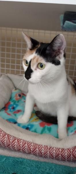 Chardonnay, an adopted Domestic Short Hair in Duluth, GA image 4/6