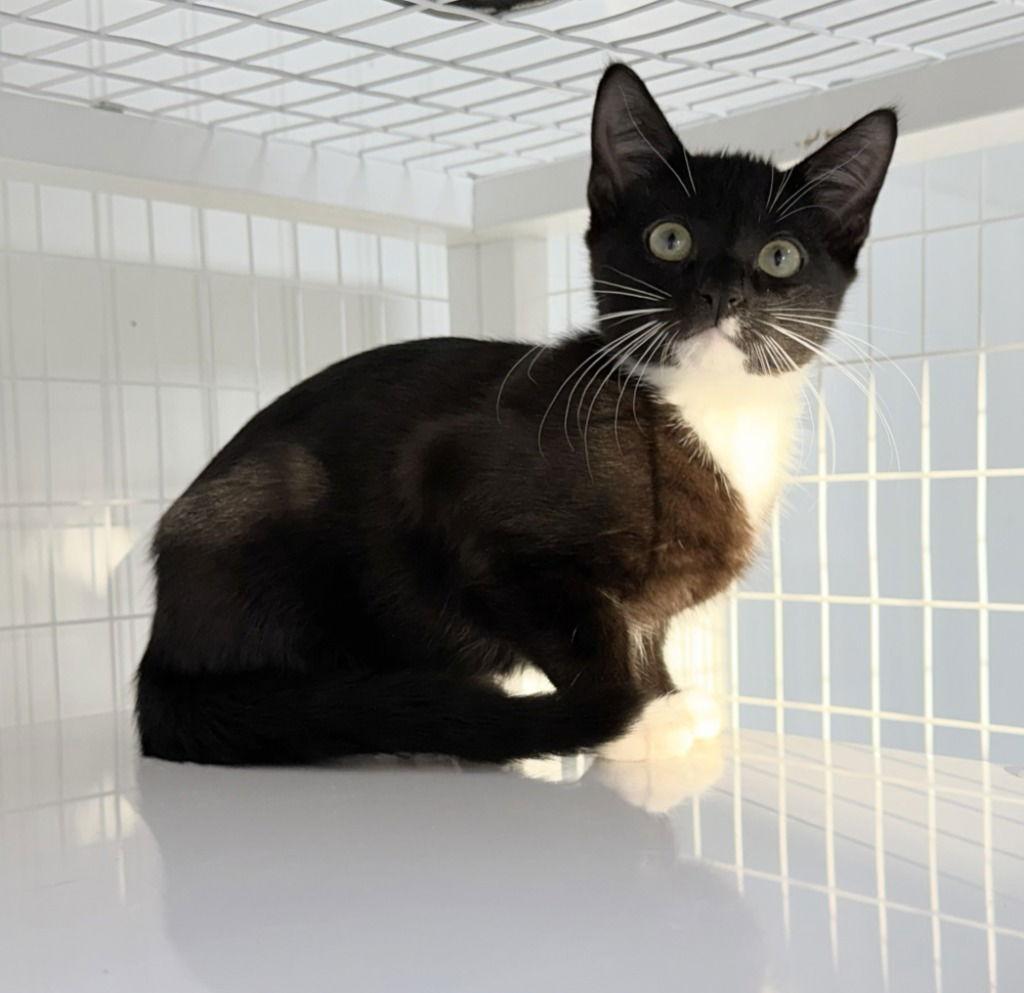 25-43 Q'Lani, Adoptable, Kitten Female Domestic Short Hair.