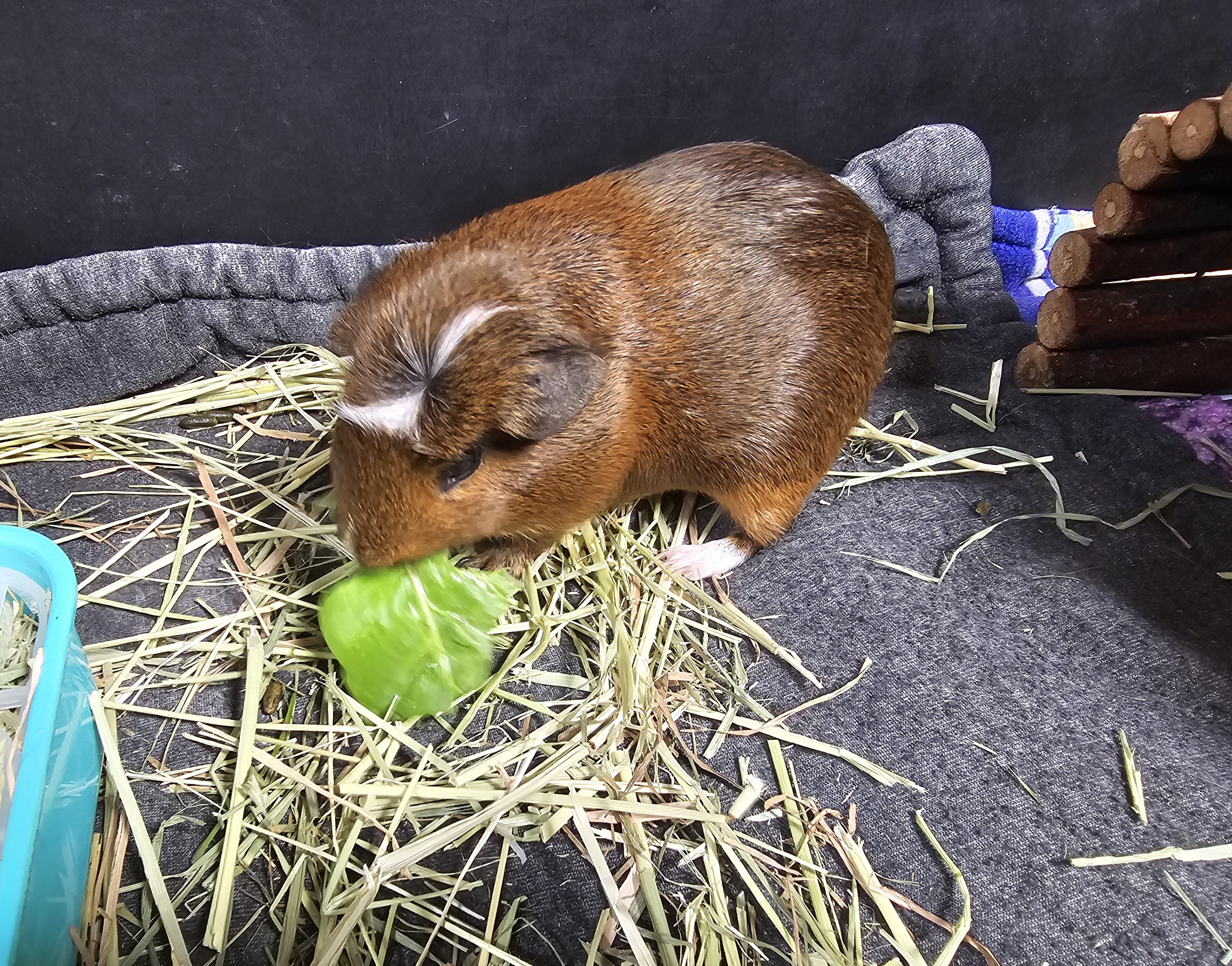 Pretzel, a Adopted mixed breed in San Pedro, CA image 1/4