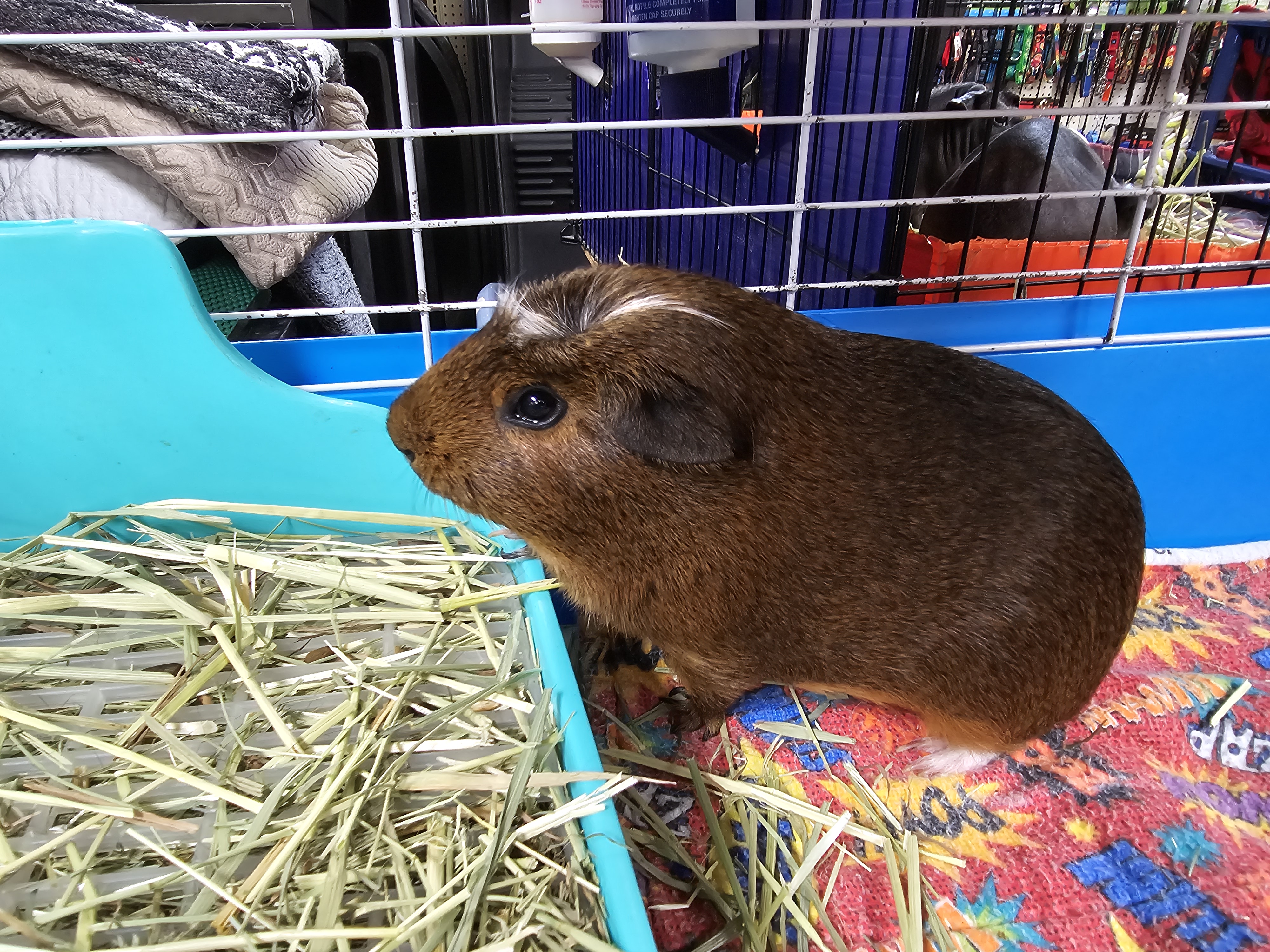 Pretzel, a Adopted mixed breed in San Pedro, CA image 4/4