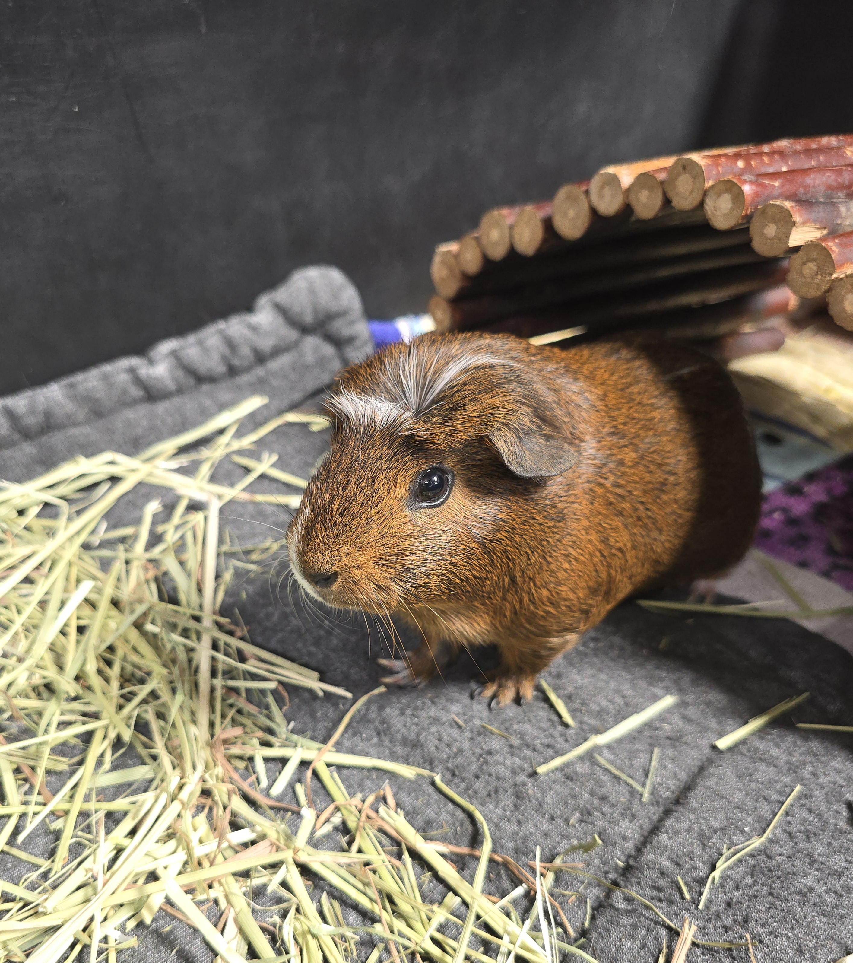 Pretzel, Adopted, Baby Male Guinea Pig & Short-Haired.