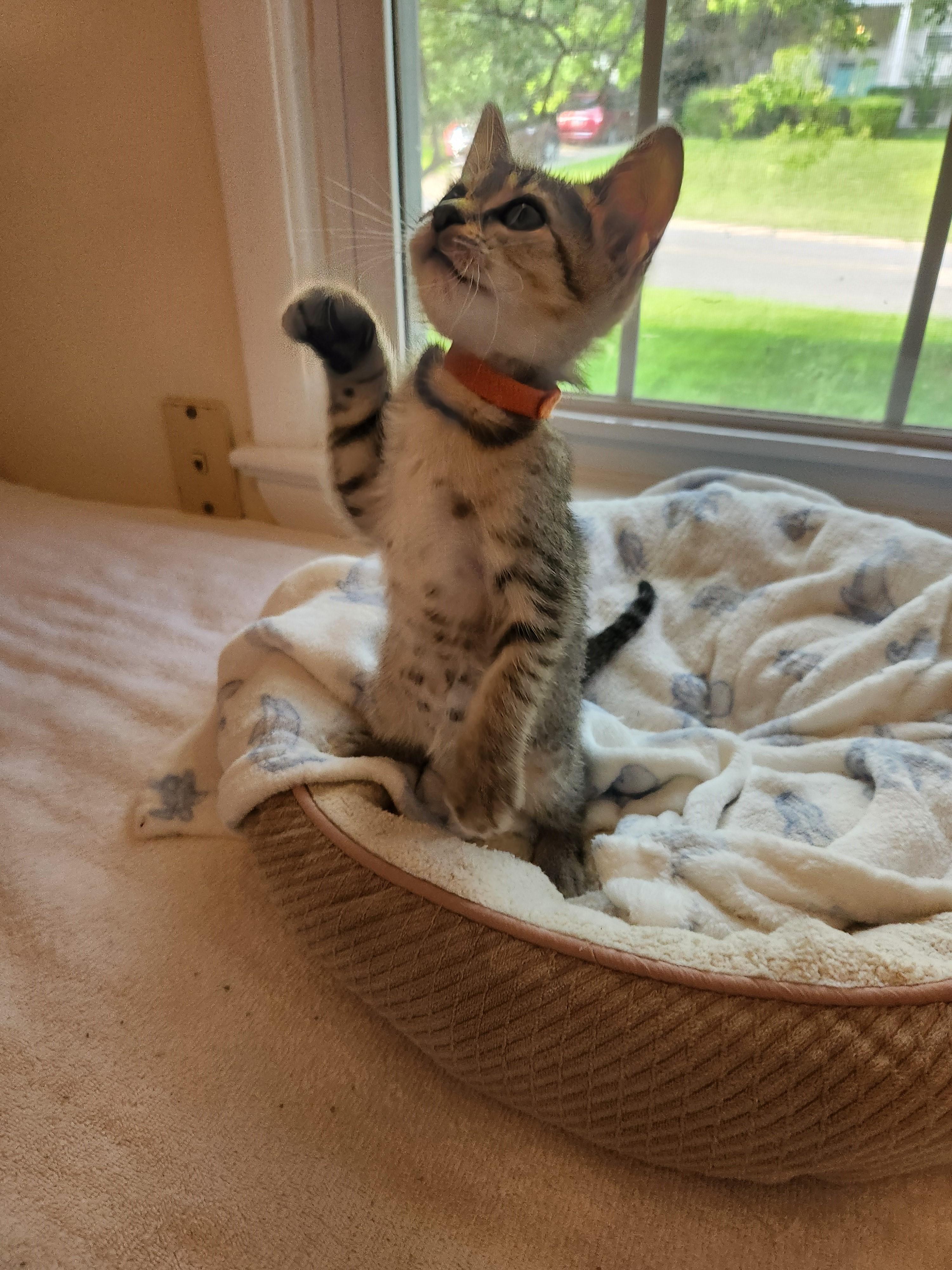 Enlarge Cappuccino-Strong & Tasty, a Adoptable Tabby in Laurel, MD image 4/6