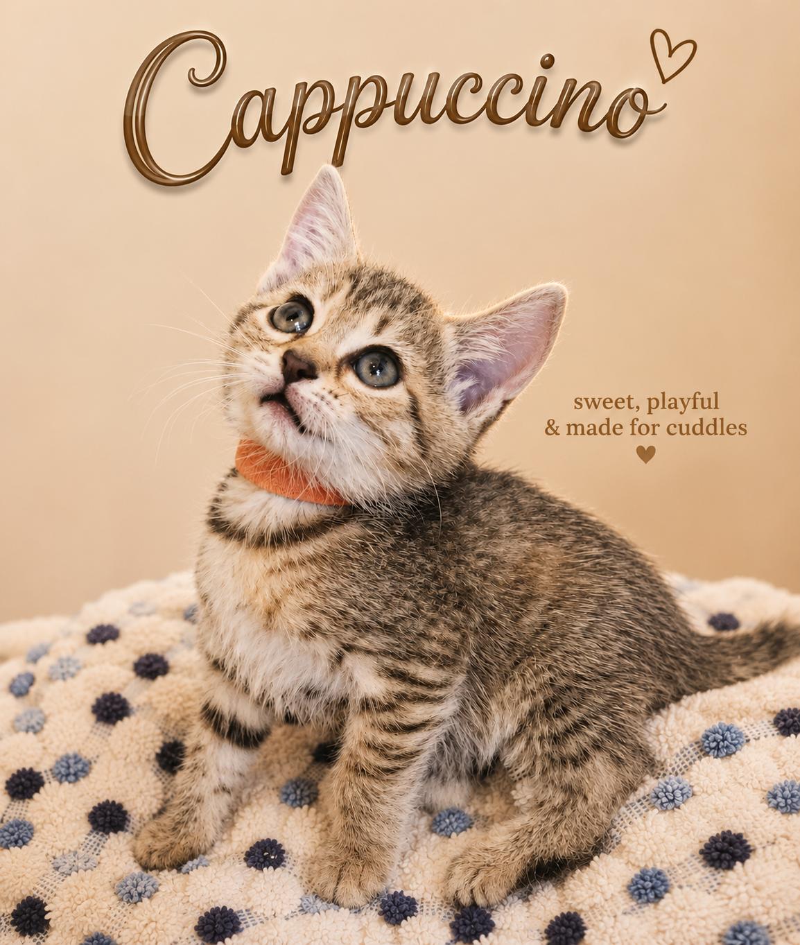 Enlarge Cappuccino-Strong & Tasty, a Adoptable Tabby in Laurel, MD image 1/6