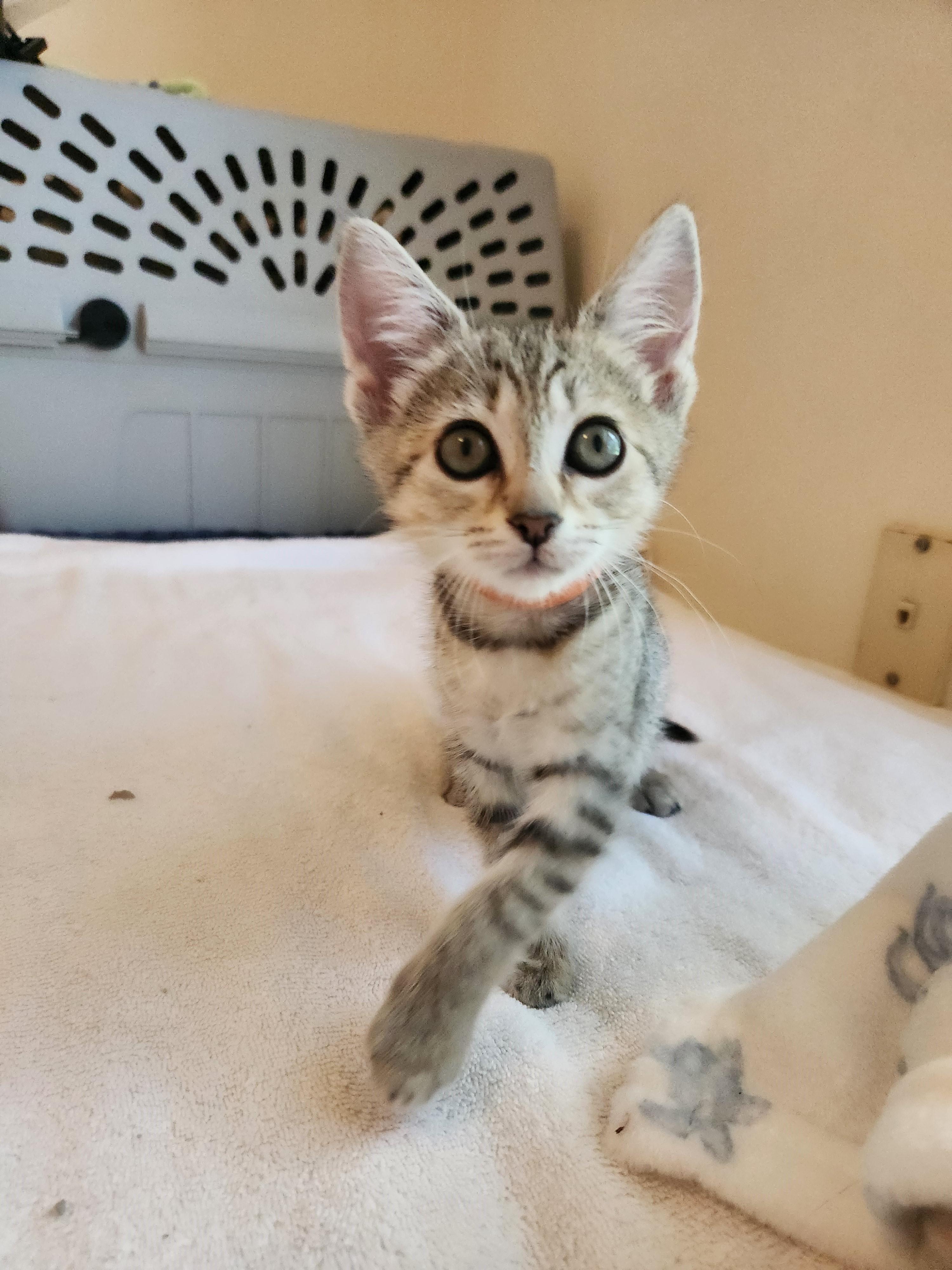 Enlarge Cappuccino-Strong & Tasty, a Adoptable Tabby in Laurel, MD image 2/6