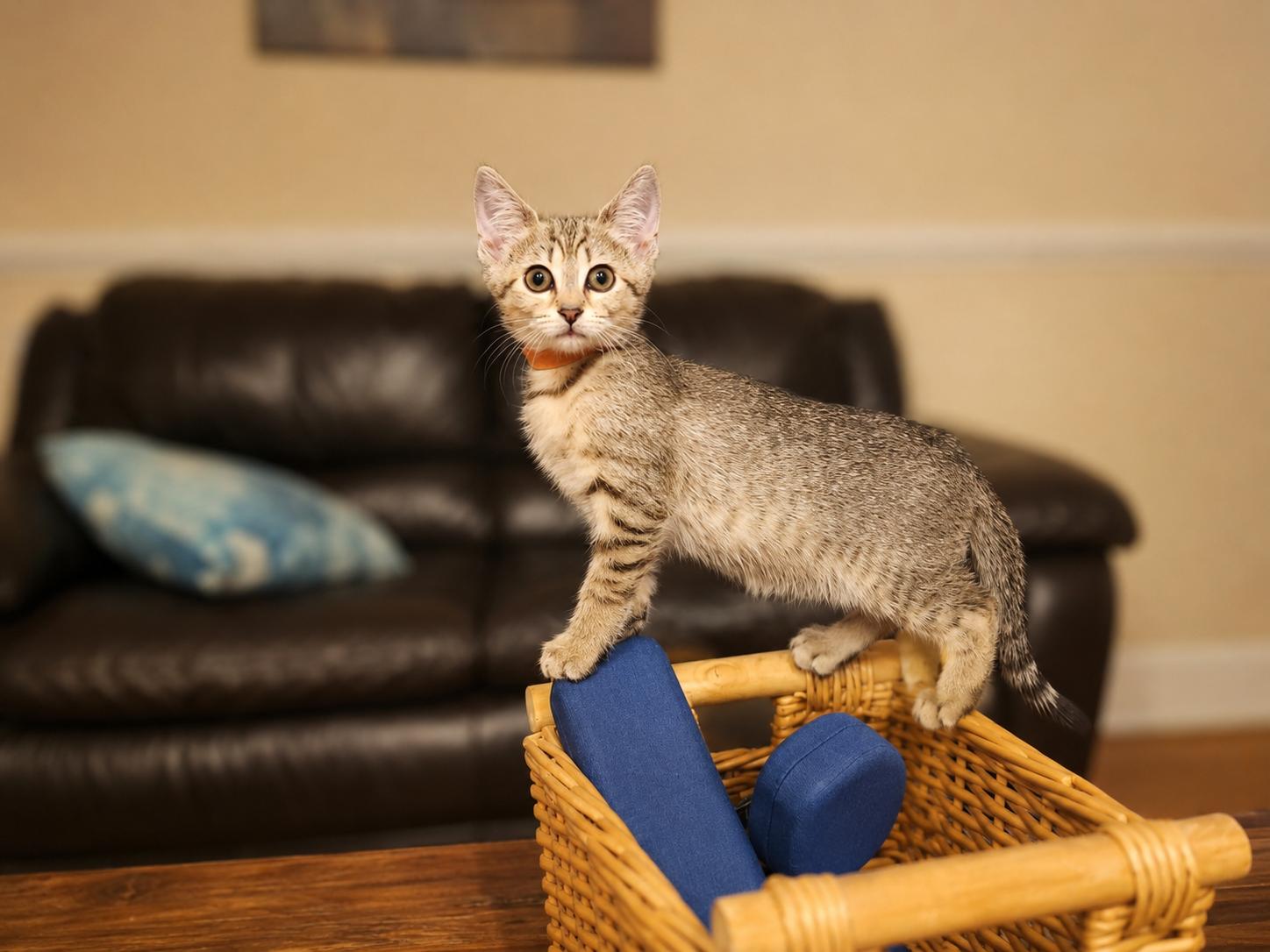 Enlarge Cappuccino-Strong & Tasty, a Adoptable Tabby in Laurel, MD image 5/6