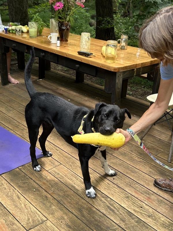 Enlarge Ace (in Foster), a Adoptable mixed breed in Skillman, NJ image 1/1