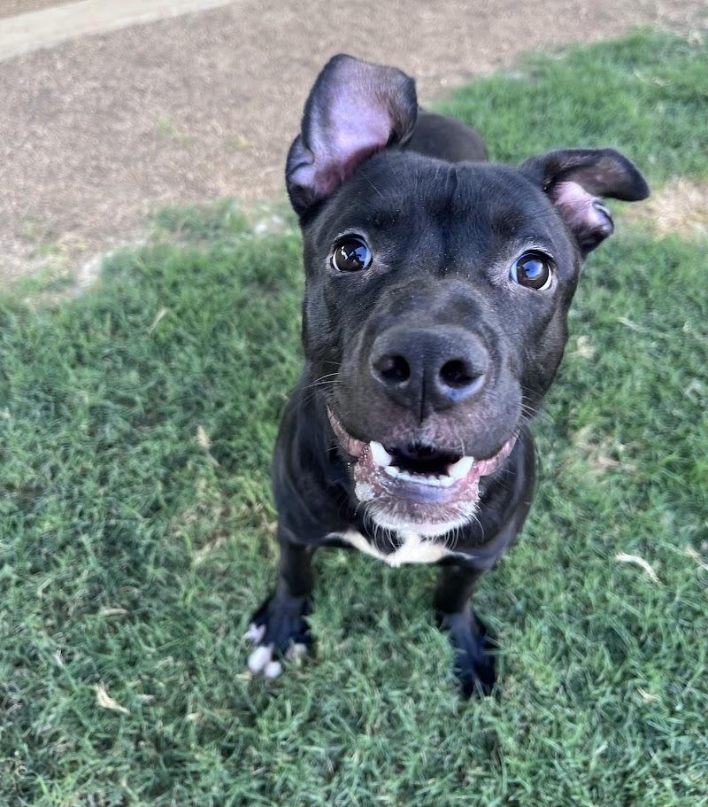 Enlarge Ducky A219206 VIP, a Adoptable mixed breed in Plano, TX image 6/6