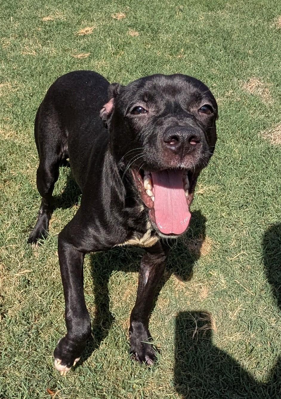 Enlarge Ducky A219206 VIP, a Adoptable mixed breed in Plano, TX image 4/6