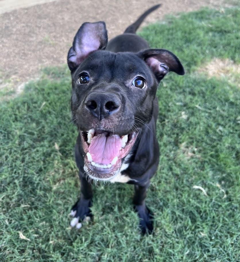 Ducky A219206 VIP, Adoptable, Young Female Pit Bull Terrier.